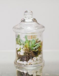 Beautiful-Terrarium