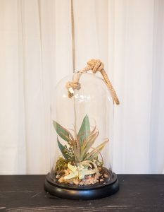 Elegant-Terrarium