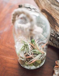 Hanging-Terrarium