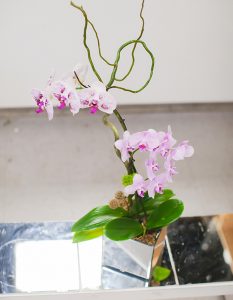 Light-Pink-Orchid
