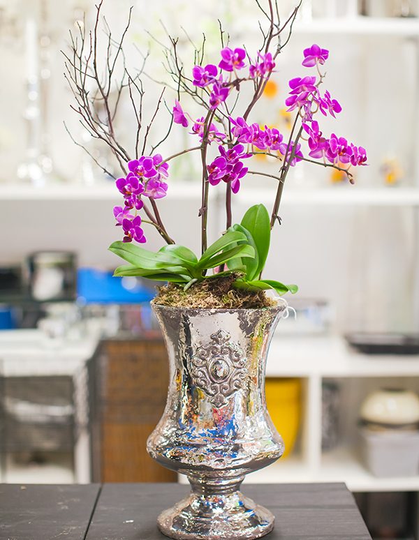 Potted-Orchid
