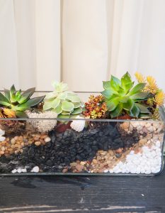 Potted-Terrarium