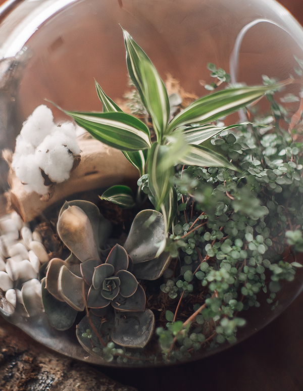 Terrarium Bulb Sunflower Florist